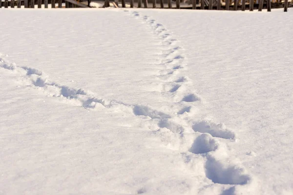 on a winter evening, two tracks in the snow joined together further, selective focus