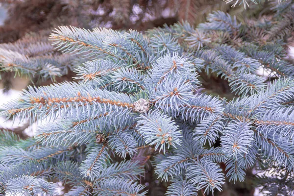 Branches Duveteuses Épinettes Bleues Arbres Plantés Lors Embellissement Pour Créer — Photo