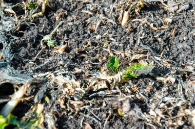İlkbaharda gübrelenen yeşil gübre hasattan sonraki sonbahardan beri ekilen bereketli toprak seçici bir odak noktasıdır.