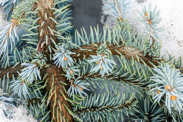 Blue spruce with young shoots in spring snow — Stock Photo, Image