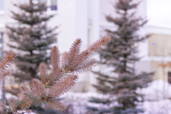 Ändar av grenarna av flera dekorativa blå granar vände rosa under vårsolen, selektivt fokus — Stockfoto