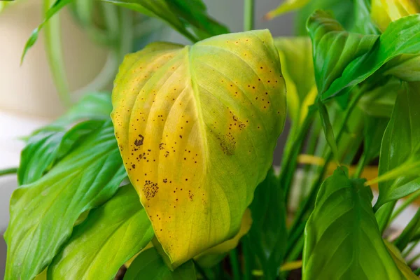 Хвора кімнатна рослина з коричневими плямами на пофарбованому листі, селективний фокус — стокове фото
