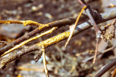 rodent damage to fruit trees during winter, selective focus clipart