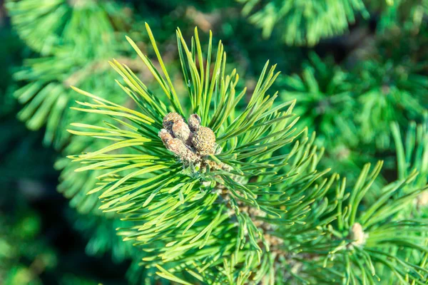 Aiguilles vert vif d'un jeune pin avec un ovaire de nouveaux bourgeons et cônes, foyer sélectif — Photo