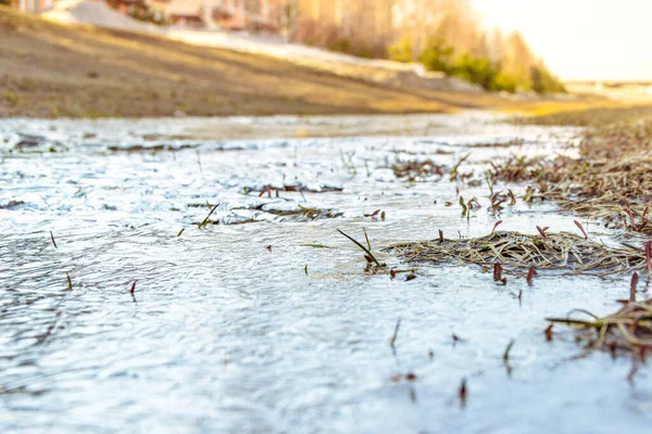 last year\'s dry grass frozen in ice covering stream, selective focus in the foreground