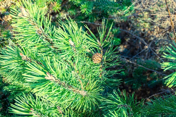 Aiguilles vert vif jeune pin avec un ovaire de nouveaux bourgeons et cônes, mise au point sélective — Photo