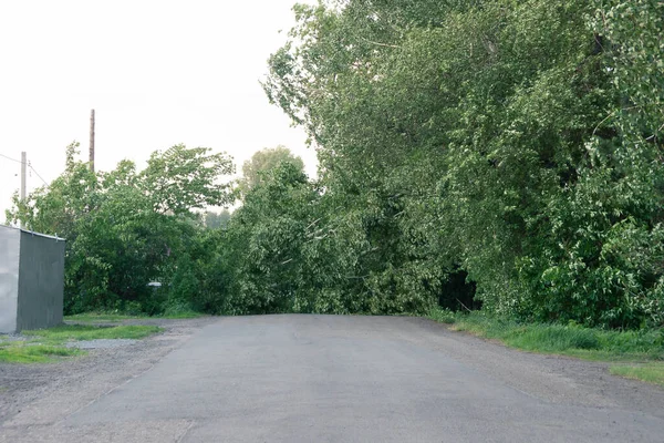 Kemerovo 'daki Sibirya' da şiddetli rüzgarın sonuçları - yolda kırık ağaçlar, dallar ve yapraklar, seçici odaklanma — Stok fotoğraf