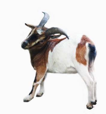 Schwarzwald şirin bebek keçi