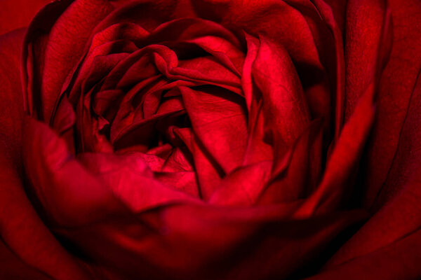 Dark red rose close-up. Beautiful bright background