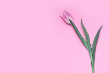 Pembe arka planda pembe lale.