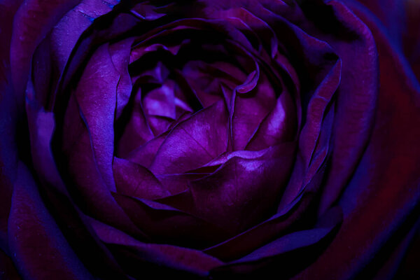 Neon purple rose close-up. Bright macro background.