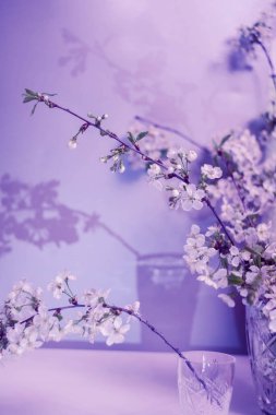 Kirazın çiçekli bir dalının gölgesi.