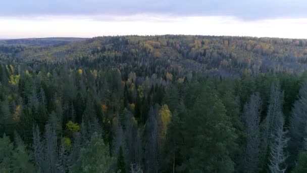 Madarak kilátás erdő este naplemente — Stock videók