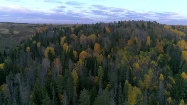 Vista de aves del bosque al atardecer — Vídeo de stock