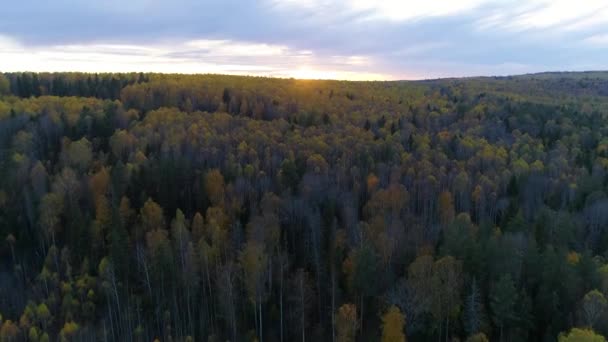 Πτηνά με θέα στο δάσος το βράδυ ηλιοβασίλεμα — Αρχείο Βίντεο