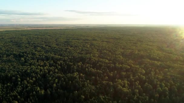 Repül a gyönyörű nyári erdő alatt kék ég közelében egy kis város — Stock videók