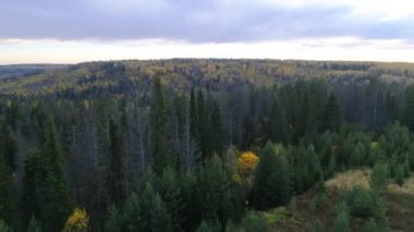 Akşam günbatımında güzel yeşil ladin ormanının kuş bakışı manzarası