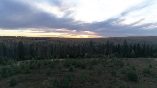 Bird Eye View Beautiful Green Spruce Forest Evening Sunset — Stock Video