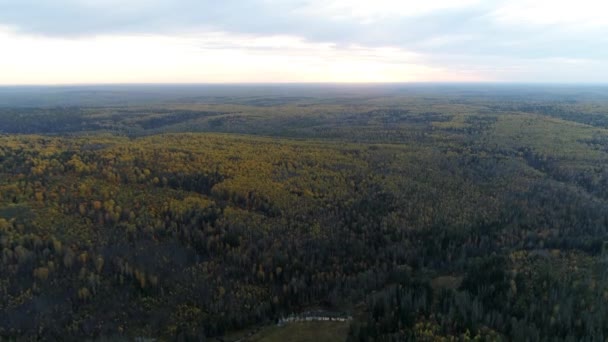 Vogelperspektive Auf Den Schönen Grünen Fichtenwald Bei Sonnenuntergang — Stockvideo