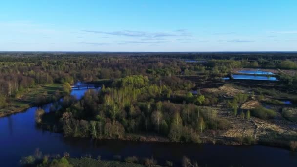 Egy Gyönyörű Napos Tavaszi Nap Végtelen Erdőben Tavak Kék Alatt — Stock videók