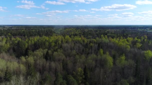 Hermoso Día Soleado Primavera Bosque Sin Fin Bajo Cielo Azul — Vídeos de Stock