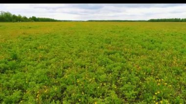Muazzam manzara. Bitmeyen karahindiba tarlası ve bulutlu gökyüzünün altındaki uzak orman.
