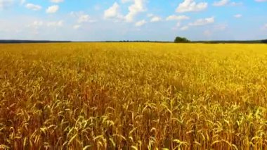Yaz günü kırsal alanda güzel altın buğday tarlalarının üzerinde uçmak. Tarım arazisindeki olgun bitkiler altın ışıkta..