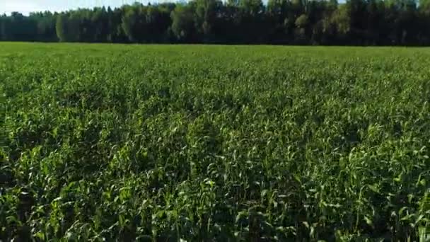 Flygfoto Gröna Majs Grödor Fält Från Drönare Solig Sommardag Jordbrukslandskap — Stockvideo