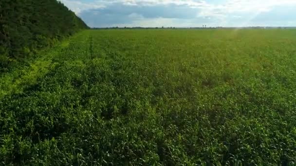 Aerial View Green Corn Crops Field Drone Sunny Summer Day — Stock Video