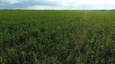 Güneşli yaz gününde insansız hava aracından gelen yeşil mısır tarlalarının hava görüntüsü. Çiftlik hayvanları için yetiştirilen mısır tarımının manzarası. Arka planda ağaçlar ve ormanlar.