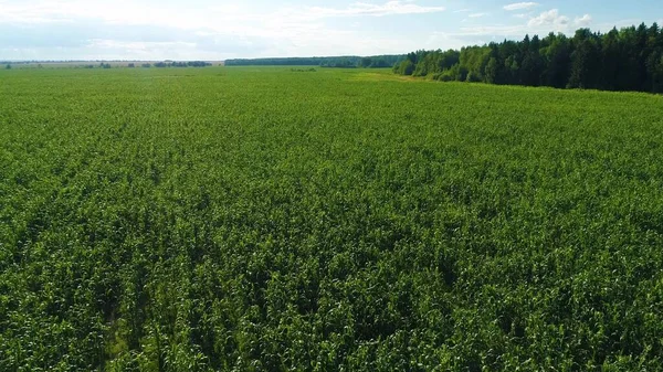Yeşil mısır tarlasının havadan görünüşü. Güneşli yaz gününde tarım arazisi