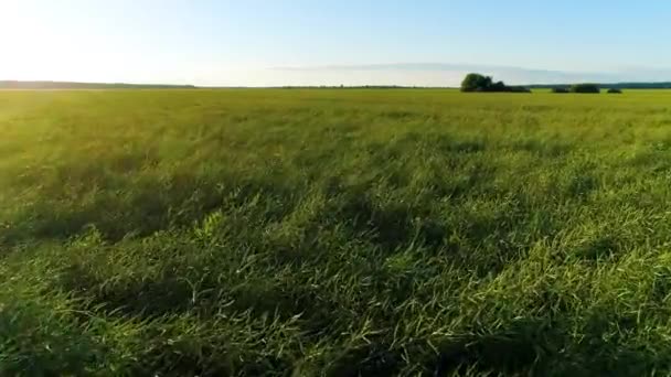 夏天的一天 飞越一片绿草繁茂的田野 背景是森林 风吹过的荒原 风中飞舞的小穗 — 图库视频影像