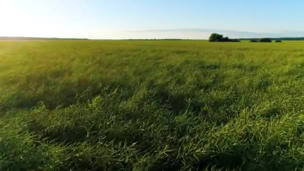 Voler au-dessus d'un champ herbeux fertile vert dans la journée d'été. Bois en arrière-plan. Zone de champ étendu avec soufflage du vent, épillets flottant dans le vent .