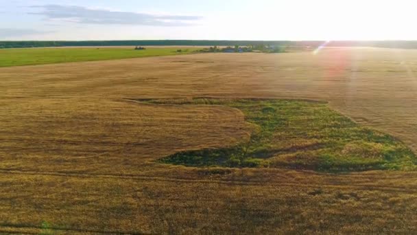 晴れた朝に絵のように美しい田園地帯の秋の風景の中に美しい黄金の麦畑の上を飛ぶ 黄金の光の日の出で農業農地の熟した植物 — ストック動画