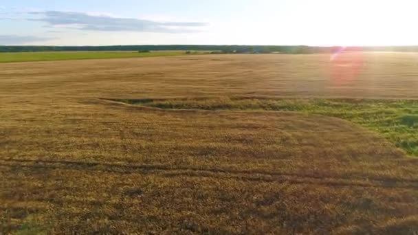 晴れた朝に絵のように美しい田園地帯の秋の風景の中に美しい黄金の麦畑の上を飛ぶ 黄金の光の日の出で農業農地の熟した植物 Drone Video — ストック動画