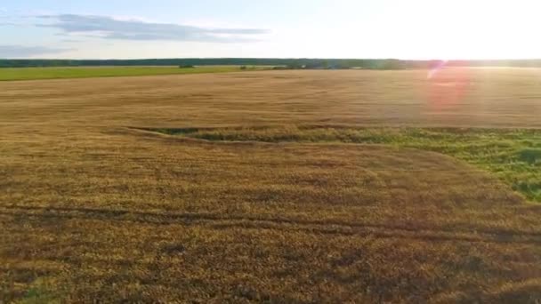 Flyger Över Vackra Gyllene Vetefält Pittoreska Lantliga Höstlandskap Solig Morgon — Stockvideo