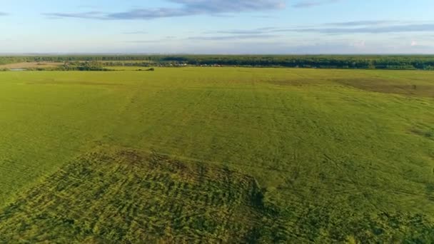 Letecký Výhled Zelená Travnatá Pole Letním Dni Zatažená Modrá Obloha — Stock video