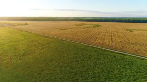 夏の日に緑の草原や小麦のプランテーションの空の景色 曇った青空 背景に森がある トウモロコシのトウモロコシとライ麦畑の平和的な風景 ドローンビデオ — ストック動画