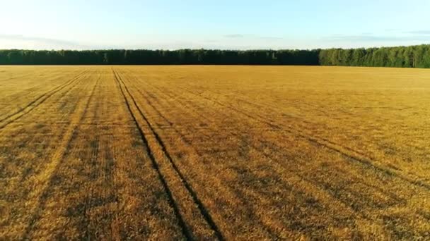 阳光明媚的早晨 在美丽的金色麦田上飞翔 美丽的乡村秋景 金色日出时农田里成熟的植物 无人机视频 — 图库视频影像