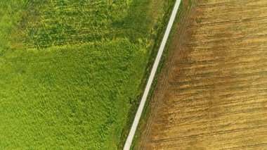 Yeşil çimen tarlalarının ve yaz günlerinde buğday tarlalarının üzerinde hava manzarası. Bulutlu mavi gökyüzü. Arka planda orman var. Mısır, mısır ve çavdar tarlalarının huzurlu manzarası.