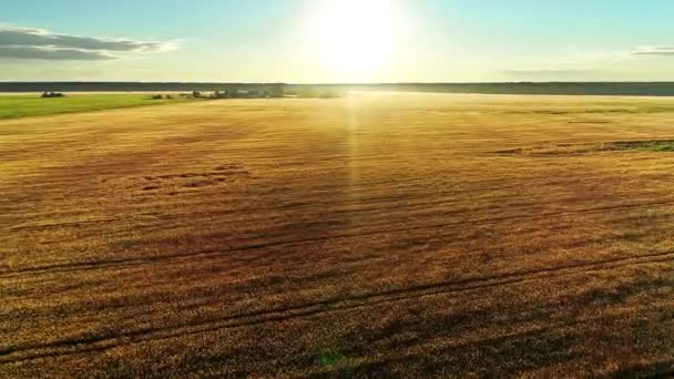 Flyger Över Vackra Gyllene Vetefält Pittoreska Lantliga Höstlandskap Solig Morgon — Stockvideo