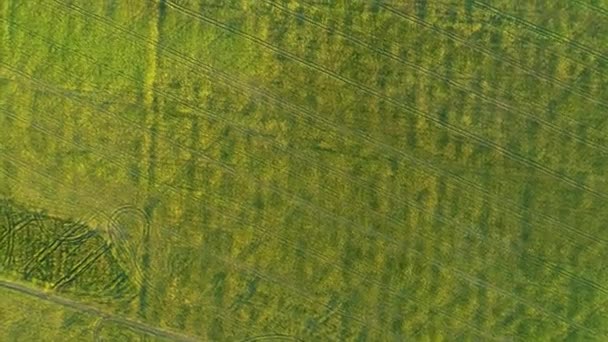 ドローンからの緑のトウモロコシ畑の空中トップビュー 晴れた日に肥沃な草原 家畜飼料用トウモロコシの農業風景 ドローン映像 — ストック動画