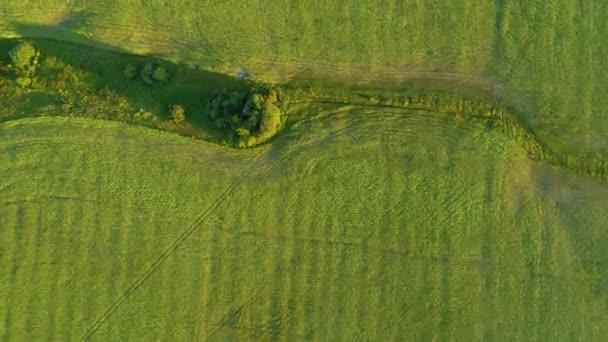 Aerial Top View Green Corn Field Drone Fertile Meadow Sunny — Stock Video