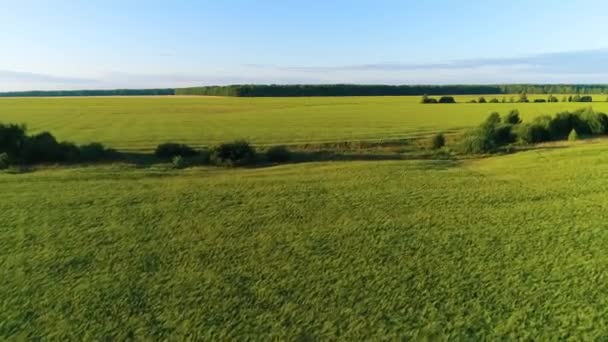 Voler au-dessus d'un champ herbeux fertile vert dans la journée d'été. Bois en arrière-plan. Zone de champ Wast avec soufflage du vent, épillets flottant dans le vent - Drone Footage 