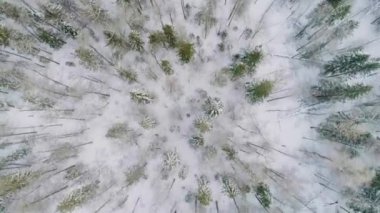 Karla kaplı ağaçlarla kaplı bir Fozen Ormanının Havadan Vew 'ı. Drone Görüntüsü