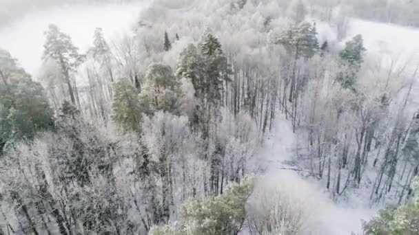 Vew aéreo de un bosque Fozen con árboles cubiertos de nieve. Imágenes de aviones no tripulados — Vídeos de Stock