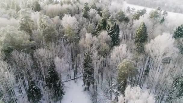 Vew aéreo de uma floresta de Fozen com árvores cobertas de neve. Filmagem de drones — Vídeo de Stock