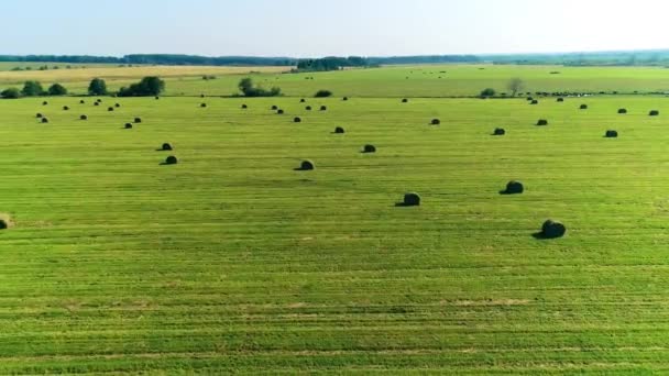 Vliegen boven het veld met stapels. Een voorgrond drone shot van een havik — Stockvideo