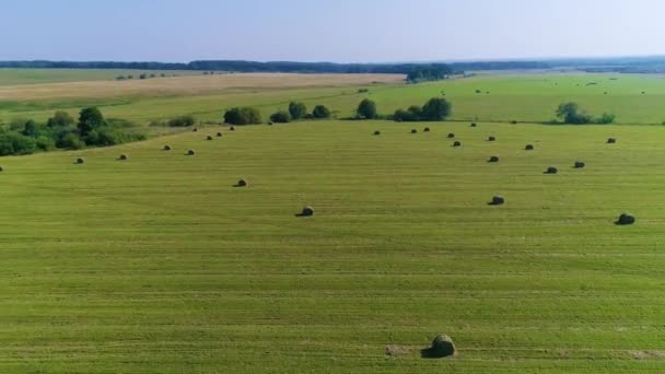 Vliegen boven het veld met stapels. Een voorgrond drone shot van een havik — Stockvideo