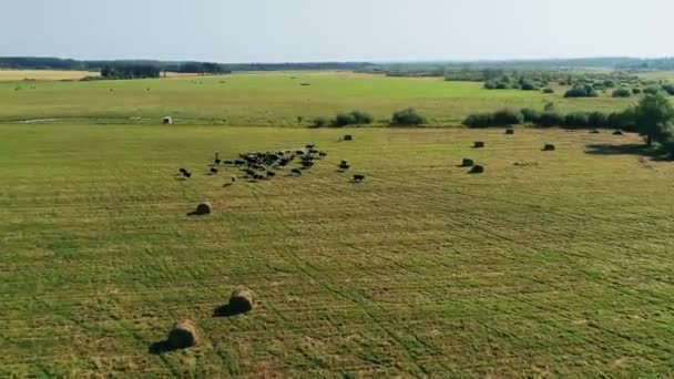 Drone vuela por encima de un gran grupo de vacas y ovejas pastando en un campo — Vídeos de Stock